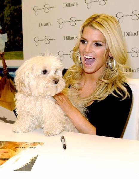 We feel terrible about Jessica Simpson's adorable dog Daisy being snatched 