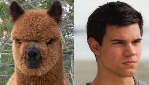 TAYLOR LAUTNER AND FRIEND: TOO